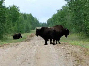 Queen Elizabeth Territorial Park