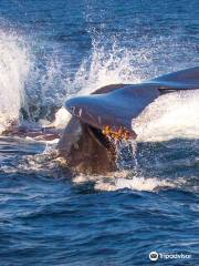 Avila Beach Whale Watching