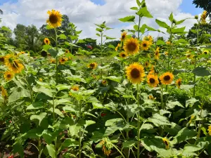 Cayes Botanical Garden