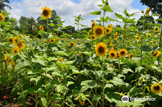Cayes Botanical Garden