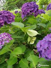 Otsuji Park Hydrangea Garden