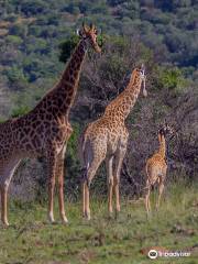 Tootabi Hunting Safaris