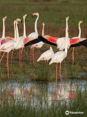 Doñana Reservations and Tours