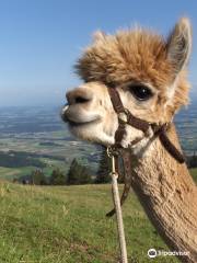 Alpaka Trekking on the Mountain