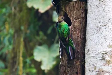 Refugio del Quetzal