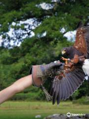 West Of England Falconry