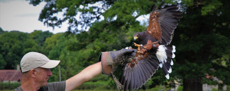 The Bird of Prey Project