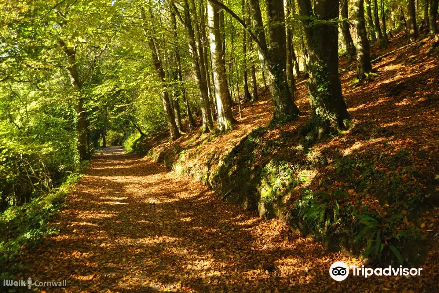 Tehidy to Deadman's Cove Circular Walk