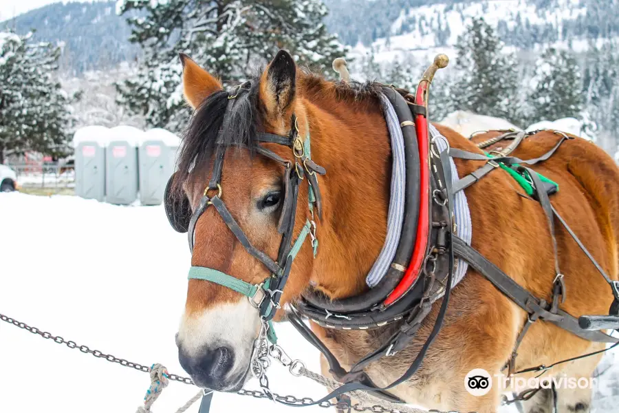 Icicle Outfitters Winter Sleigh Ride