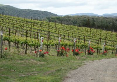 Clos Pepe Vineyards