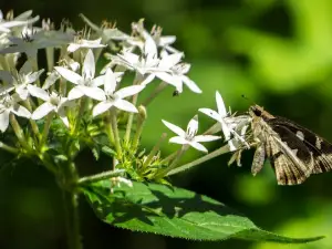 Butterfly Park