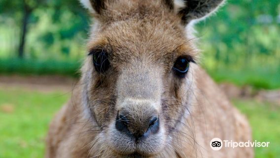 Natural'Parc Zoo-Attractions