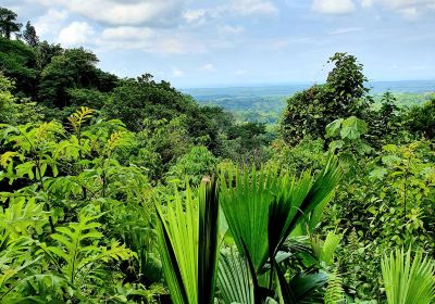 Parrita