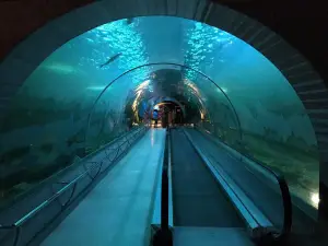 ブンボーラペット水族館