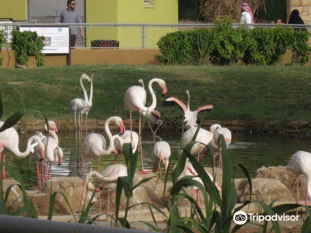 利雅得法沙利亞塔+Riyadh Zoo+圖拉伊夫+Wadi Hanifah一日遊