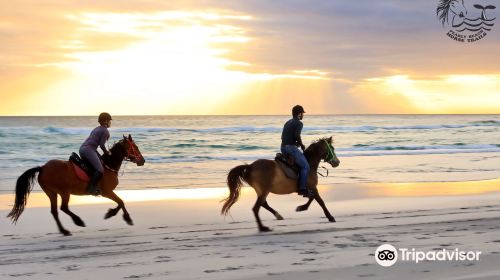 Pearly Beach Horse Trails