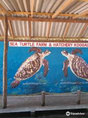 Sea Turtle Farm & Hatchery koggala