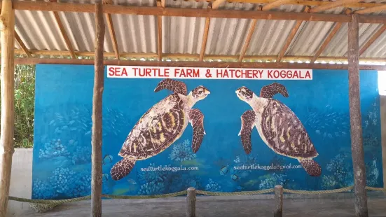 Sea Turtle Farm & Hatchery koggala