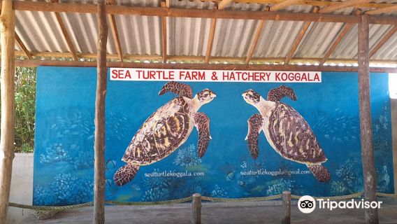 Sea Turtle Farm & Hatchery koggala