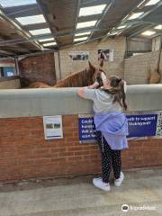 World Horse Welfare Penny Farm