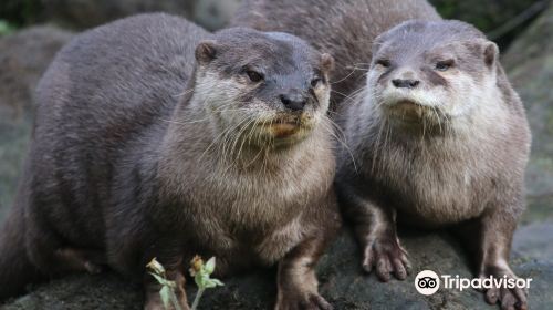 Chestnut Centre Otter, Owl & Wildlife