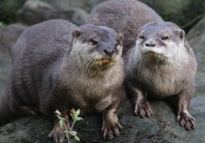 Chestnut Centre Otter, Owl & Wildlife