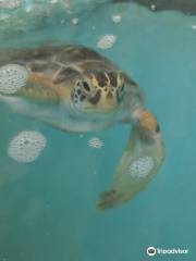 Sea Turtle Hospital at Whitney Lab