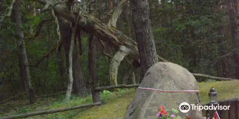 The Pine of Partisans 1863