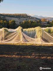 Wobbly Boot Vineyard