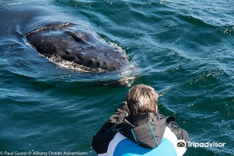 Albany Ocean Adventures / Albany Whale Adventures