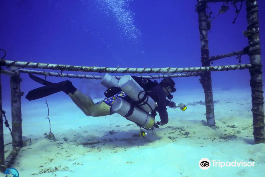 Isla Tortuga Divers