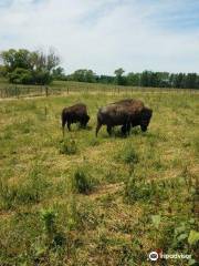 Cook's Bison Ranch