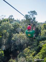 Iguazu Forest