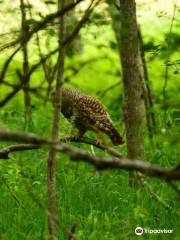 Acadia's Birds