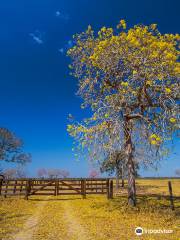 Pantanal Safaris