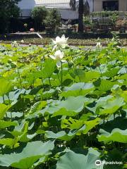 Lotus World