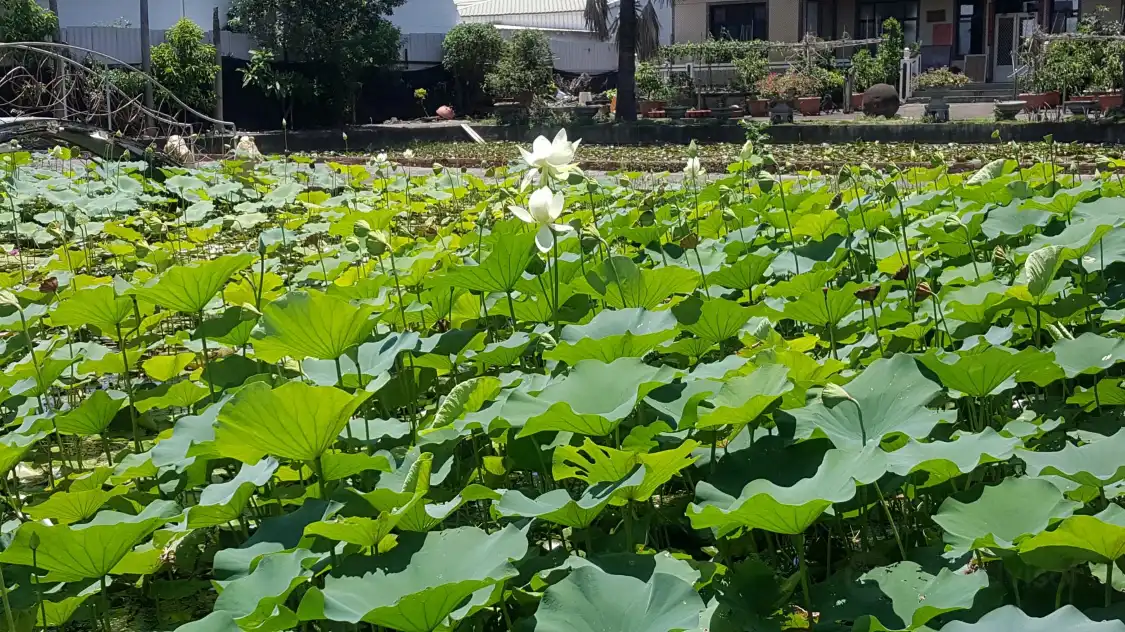 鄰近Lotus World的酒店