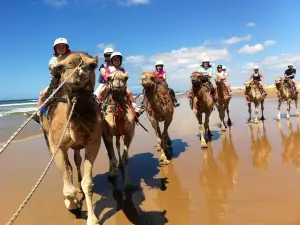 Oakfield Ranch Camel Rides