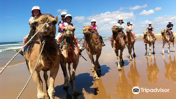 Oakfield Ranch Camel Rides