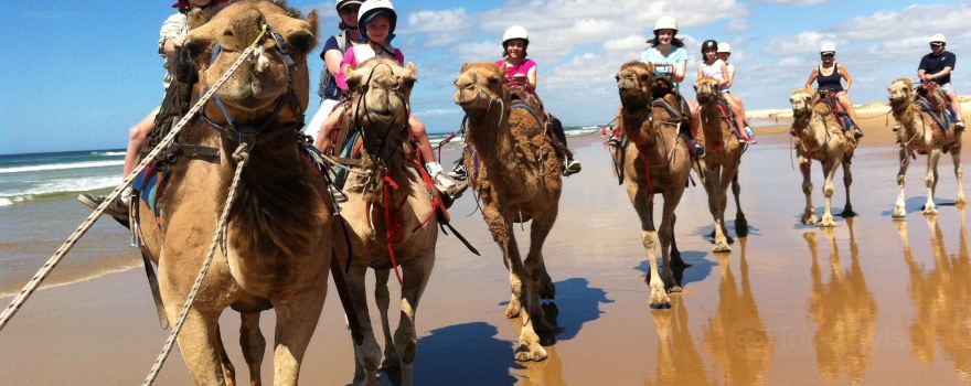 Oakfield Ranch Camel Rides