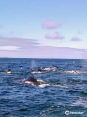 Hyannis Whale Watcher Cruises