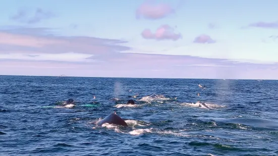 Hyannis Whale Watcher Cruises