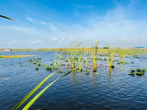 Eagle Bay Airboat Rides