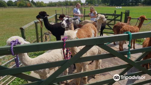 Lucky Tails Alpaca Farm