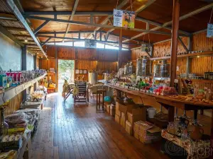 Terra Oliva Organic Olive Farm