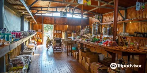 Organic Olive Farm - Terra Oliva