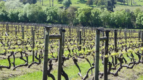 Iron Pot Bay Vineyard