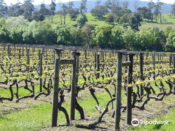 Iron Pot Bay Vineyard
