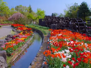 Tonami Tulip Park