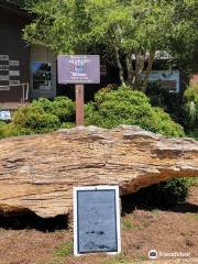 Mississippi Petrified Forest